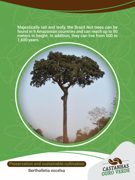 Imagem representando processos e a castanhas ouro verde